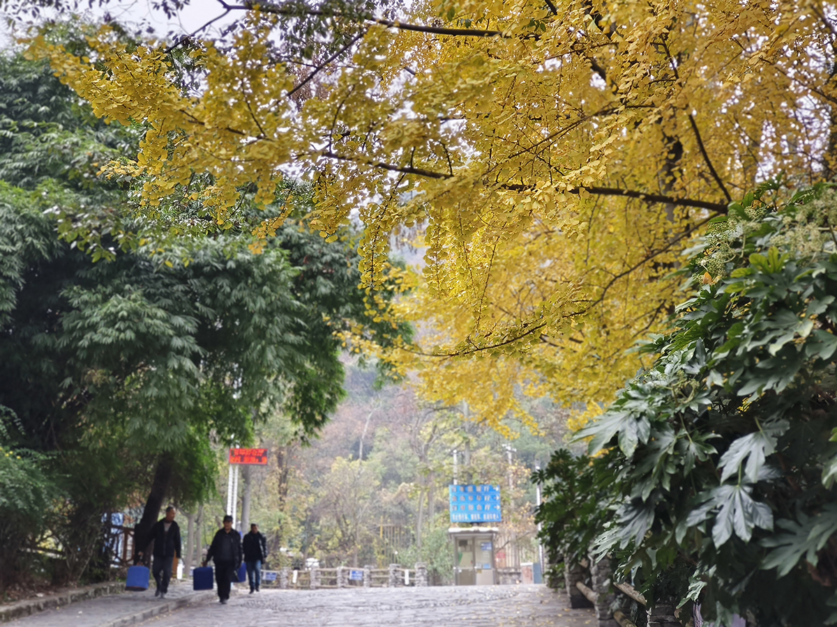 　　入冬以来，在安顺黄果树大街、金钟山、虹山湖、家运天城、圆通寺等地，一棵棵银杏树像是被大自然打翻的调色盘，成为一道独特风景线。微风拂过，璀璨金黄的银杏树叶沙沙作响，或摇曳枝头，或轻盈飘落，绘就一幅绚烂的冬日画卷。（安顺日报融媒体中心记者 陈婷婷 摄）