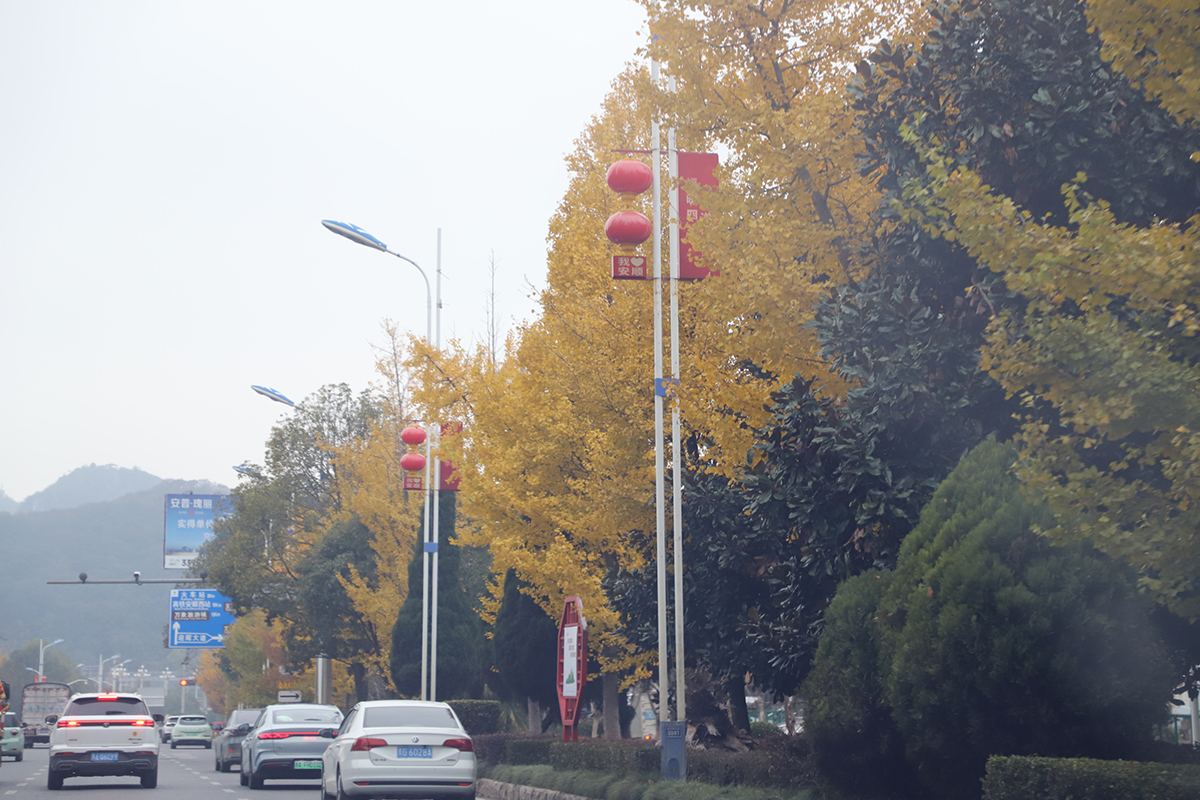 　　入冬以来，在安顺黄果树大街、金钟山、虹山湖、家运天城、圆通寺等地，一棵棵银杏树像是被大自然打翻的调色盘，成为一道独特风景线。微风拂过，璀璨金黄的银杏树叶沙沙作响，或摇曳枝头，或轻盈飘落，绘就一幅绚烂的冬日画卷。（安顺日报融媒体中心记者 陈婷婷 摄）