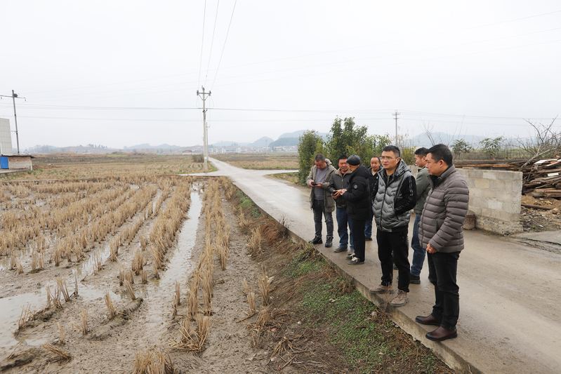 技术人员在双堡镇双青村查看水稻种植示范基-FZ1002430986.JPG