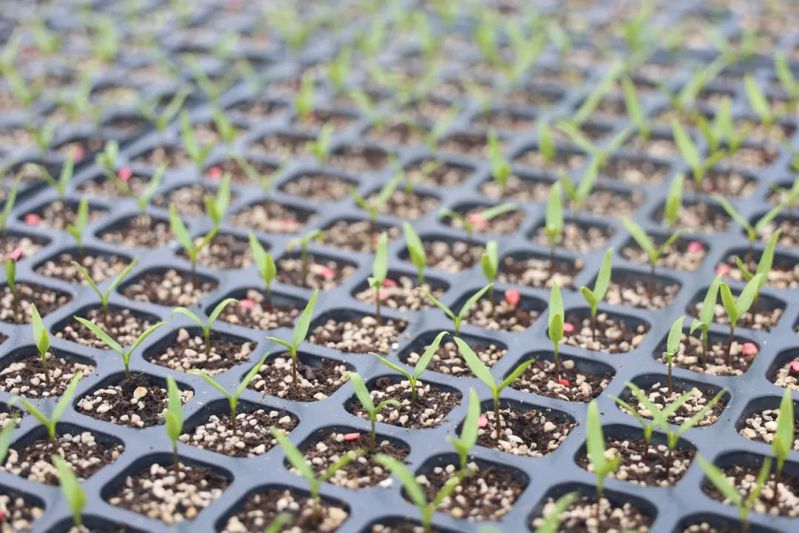 干漂育苗的辣椒已经长出小苗-FZ1002450493.JPG