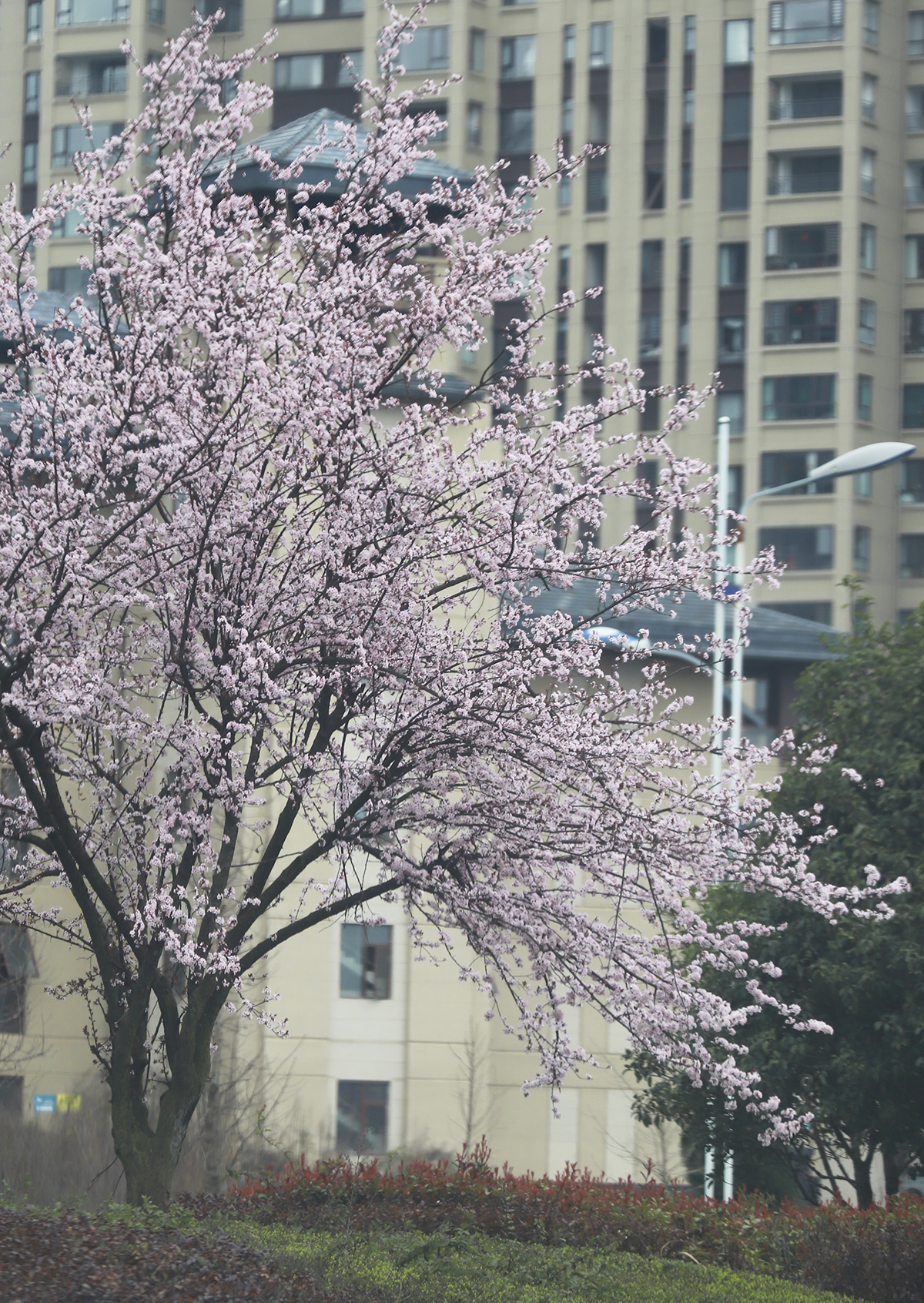 　　春暖花开，万物复苏。近段时间，安顺城区城市公园、大街小巷的各类花木次第绽放，景色美不胜收，一起来看看记者镜头里的春日图景，感受这浓浓的春的气息……（安顺日报融媒体中心记者 卢维 摄）