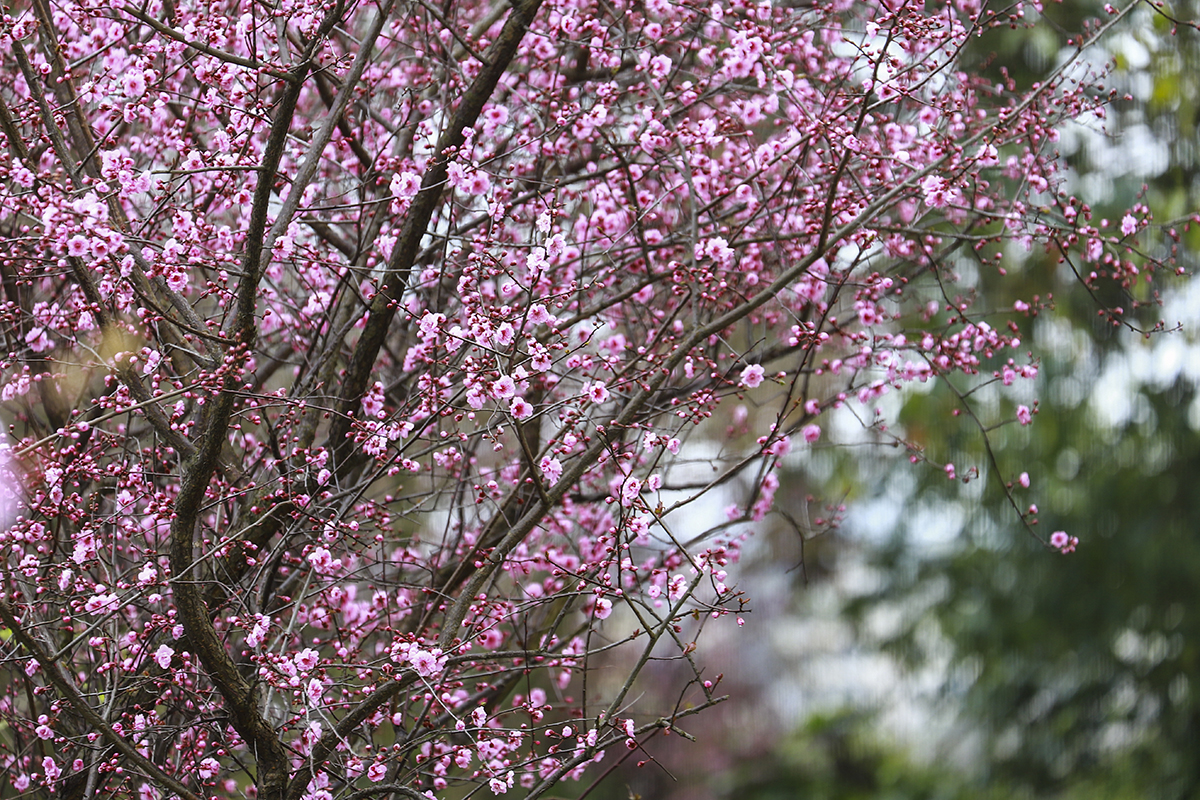 　　春暖花开，万物复苏。近段时间，安顺城区城市公园、大街小巷的各类花木次第绽放，景色美不胜收，一起来看看记者镜头里的春日图景，感受这浓浓的春的气息……（安顺日报融媒体中心记者 卢维 摄）