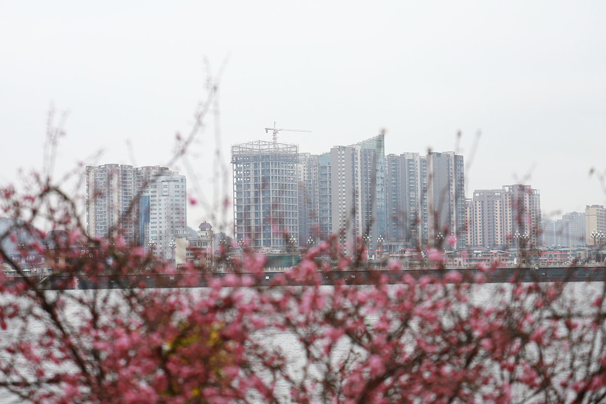 　　春暖花开，万物复苏。近段时间，安顺城区城市公园、大街小巷的各类花木次第绽放，景色美不胜收，一起来看看记者镜头里的春日图景，感受这浓浓的春的气息……（安顺日报融媒体中心记者 卢维 摄）