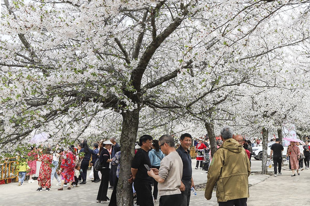 　　近日，占地5000亩的樱花园浪漫开园了，3月25日，记者走进位于西秀区黄腊乡的黄腊樱花园，置身樱花树下，宛若仙境，游客们争相打卡，共同见证这场春日里的浪漫盛宴。（安顺日报融媒体中心记者 卢维）