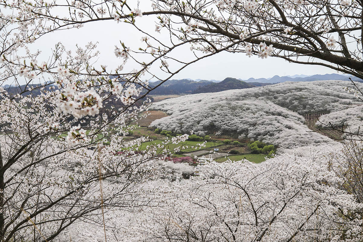 　　近日，占地5000亩的樱花园浪漫开园了，3月25日，记者走进位于西秀区黄腊乡的黄腊樱花园，置身樱花树下，宛若仙境，游客们争相打卡，共同见证这场春日里的浪漫盛宴。（安顺日报融媒体中心记者 卢维）