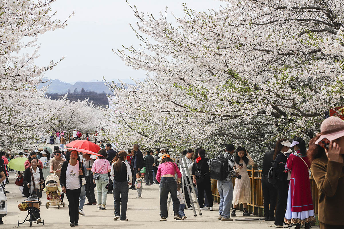 　　近日，占地5000亩的樱花园浪漫开园了，3月25日，记者走进位于西秀区黄腊乡的黄腊樱花园，置身樱花树下，宛若仙境，游客们争相打卡，共同见证这场春日里的浪漫盛宴。（安顺日报融媒体中心记者 卢维）