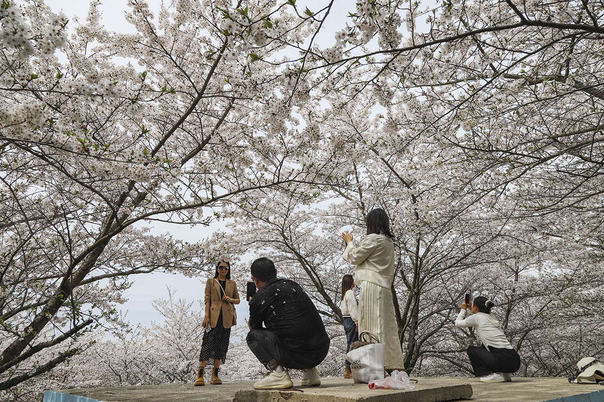 　　近日，占地5000亩的樱花园浪漫开园了，3月25日，记者走进位于西秀区黄腊乡的黄腊樱花园，置身樱花树下，宛若仙境，游客们争相打卡，共同见证这场春日里的浪漫盛宴。（安顺日报融媒体中心记者 卢维）