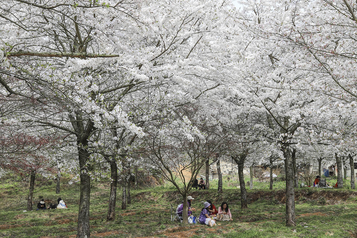 　　近日，占地5000亩的樱花园浪漫开园了，3月25日，记者走进位于西秀区黄腊乡的黄腊樱花园，置身樱花树下，宛若仙境，游客们争相打卡，共同见证这场春日里的浪漫盛宴。（安顺日报融媒体中心记者 卢维）
