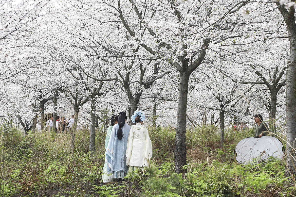 　　近日，占地5000亩的樱花园浪漫开园了，3月25日，记者走进位于西秀区黄腊乡的黄腊樱花园，置身樱花树下，宛若仙境，游客们争相打卡，共同见证这场春日里的浪漫盛宴。（安顺日报融媒体中心记者 卢维）