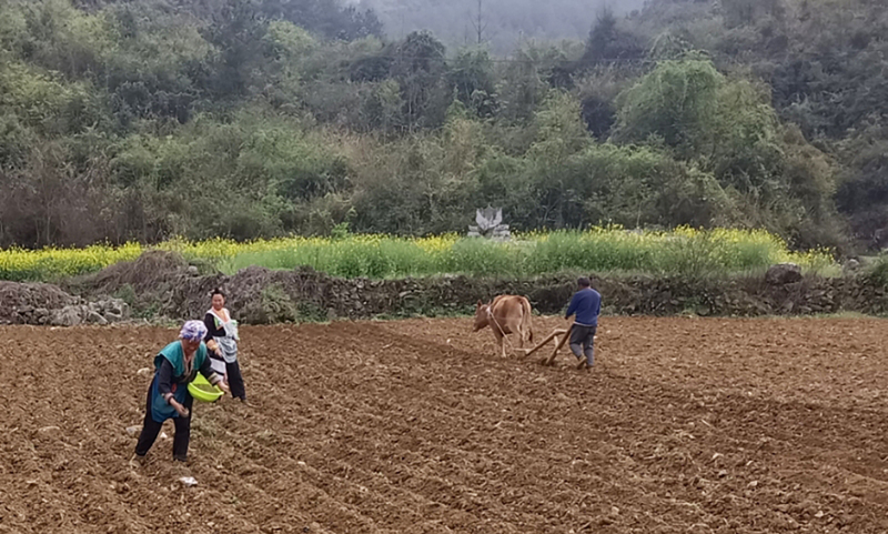 村民进行大豆玉米带状复合种植-FZ1002591646.jpg