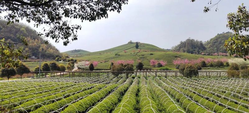 御茶村茶业公司茶园春景-FZ1002591699.jpg