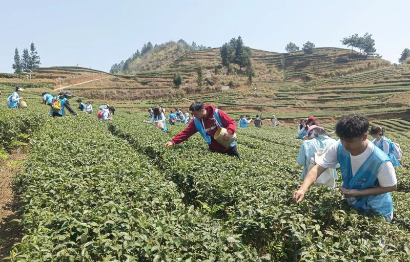 板当镇学生入园体验采茶-FZ1002590798.jpg