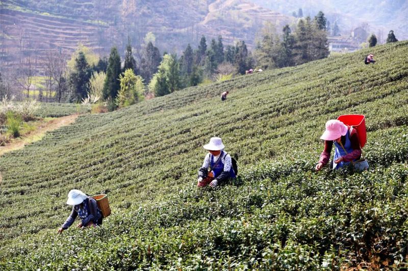 村民在采茶-FZ1002590808.jpg