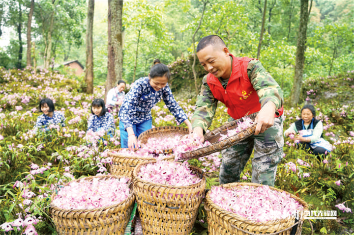 17453591481292.png 遵义市赤水市长期镇党员干部在五七村采摘金钗石斛鲜花。(张鹏 苟炼炜 摄).png