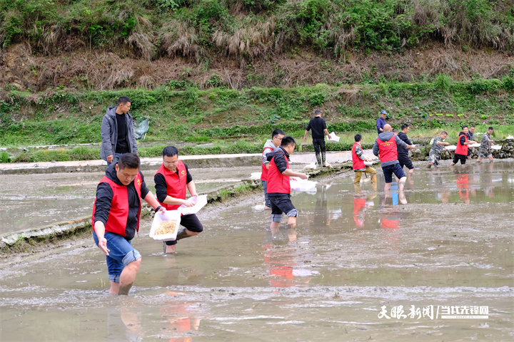17453591826652.jpg 黔东南州锦屏县党员生产队在平略镇帮助无劳力群众洒谷育苗。(杨宗榜、徐绍波摄).jpg