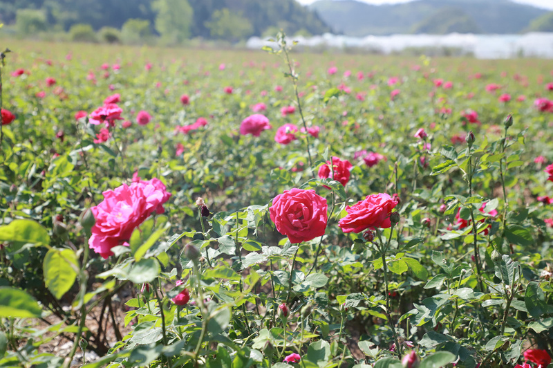 食用玫瑰基地-FZ1002628169.JPG