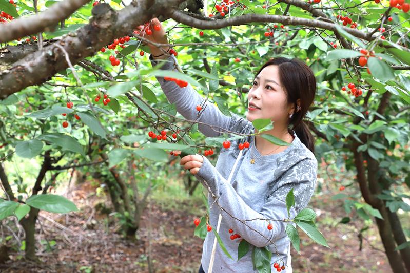 采摘樱桃-FZ1002628281.jpg