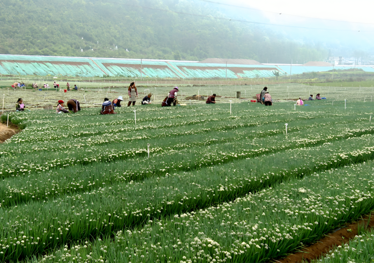 后寨村香葱种植基地.png