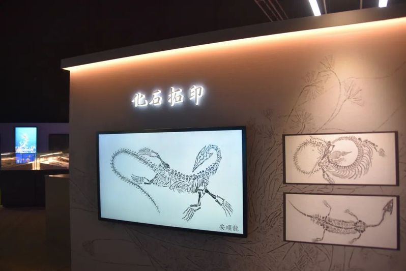 安顺龙化石拓印（关岭文广旅游局供图）-FZ1002645899.jpg