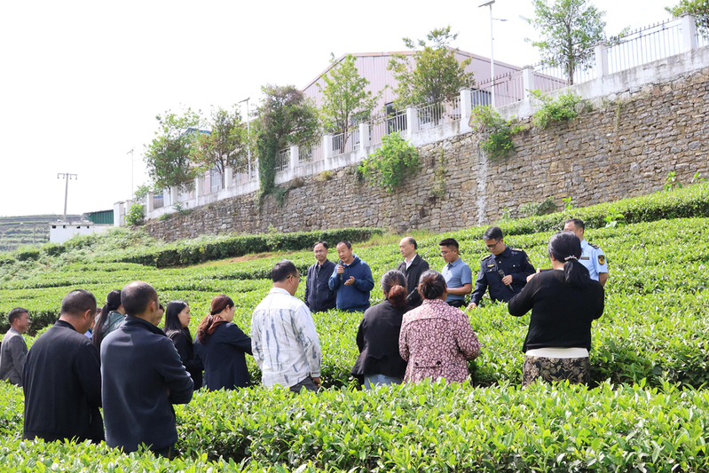 茶园现场讲解绿色防控知识-FZ1002646453.JPG