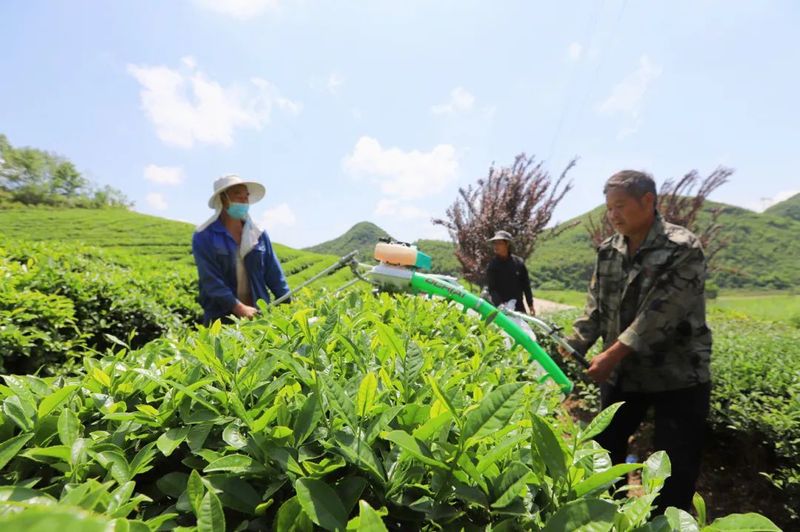 机采工人采收鲜嫩夏茶茶青.jpg