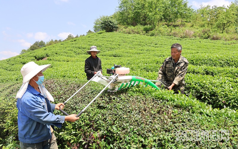 近日，位于西秀区刘官乡的金坝茶场开始了2000余亩夏秋茶机械化采摘作业，只见一望无际的茶园中，机组正熟练地进行作业，在工人的有序配合下，一片片有机生态茶叶簌簌落入袋中，随后运往加工厂蜕变为一枚枚致富的“金叶子”。（安顺日报融媒体中心记者 李超然）