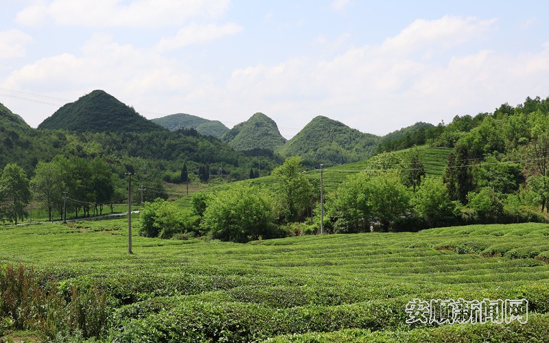 近日，位于西秀区刘官乡的金坝茶场开始了2000余亩夏秋茶机械化采摘作业，只见一望无际的茶园中，机组正熟练地进行作业，在工人的有序配合下，一片片有机生态茶叶簌簌落入袋中，随后运往加工厂蜕变为一枚枚致富的“金叶子”。（安顺日报融媒体中心记者 李超然）