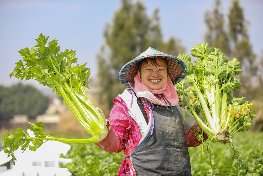 2025年3月11日，福建省福清市海口镇晨光村，菜农种植的西芹喜获丰收。