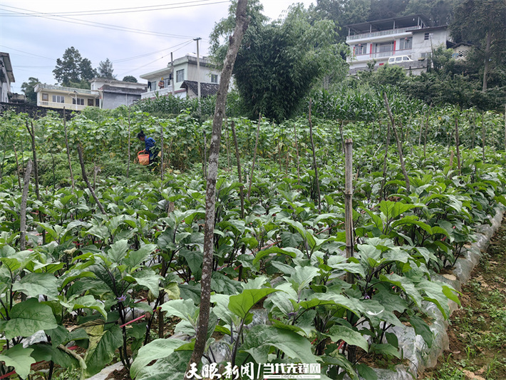 穿梭在蔬果间的农户。牟绍莉 摄.jpg