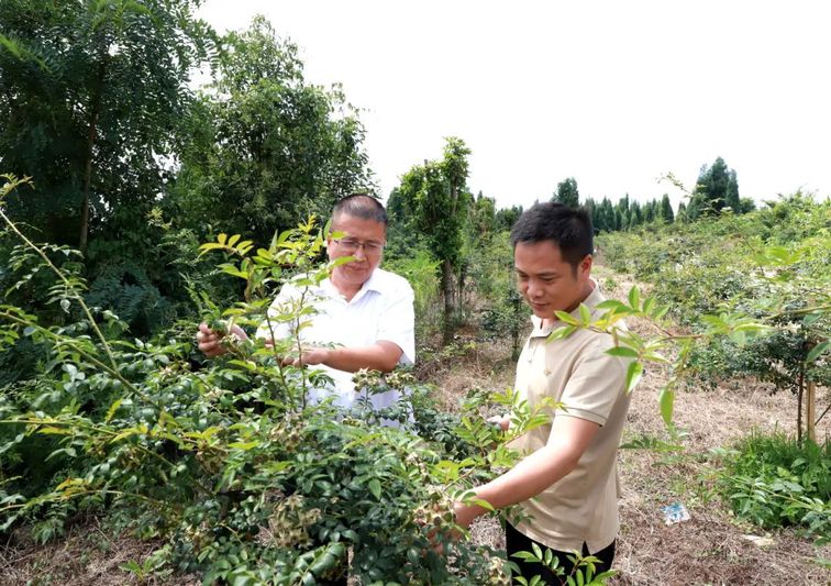骆海江和何孝友正在查看金刺梨生长情况1.jpg