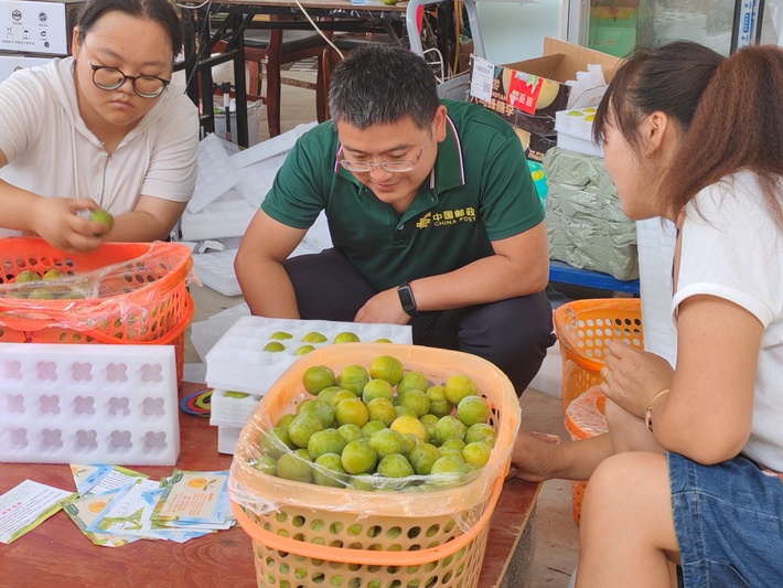 工作人员和农户正在打包蜂糖李.jpg