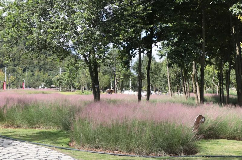 公园内大片粉黛乱子草盛开.jpg