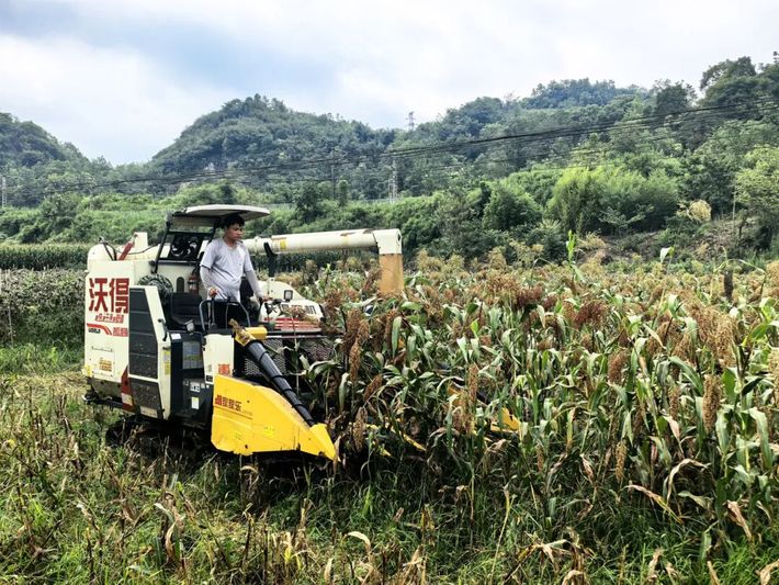 收割机正在收割高粱-FZ10021110257.jpg