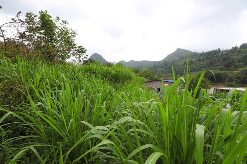 岩腊乡皇竹草绿满山头.jpg
