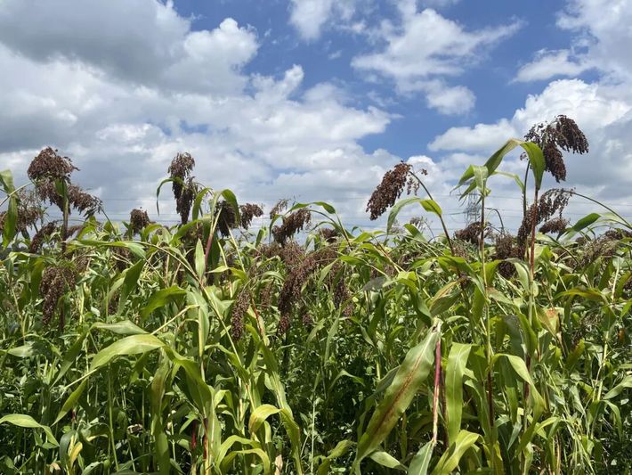 连片种植的高粱长势喜人.jpg
