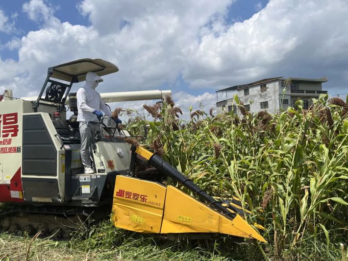 机械化收割高粱.jpg