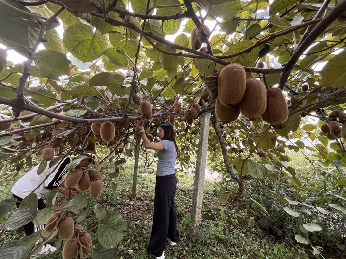 杨武乡:猕猴桃挂满枝 丰收图景绘振兴_ -FZ10021264132.jpg