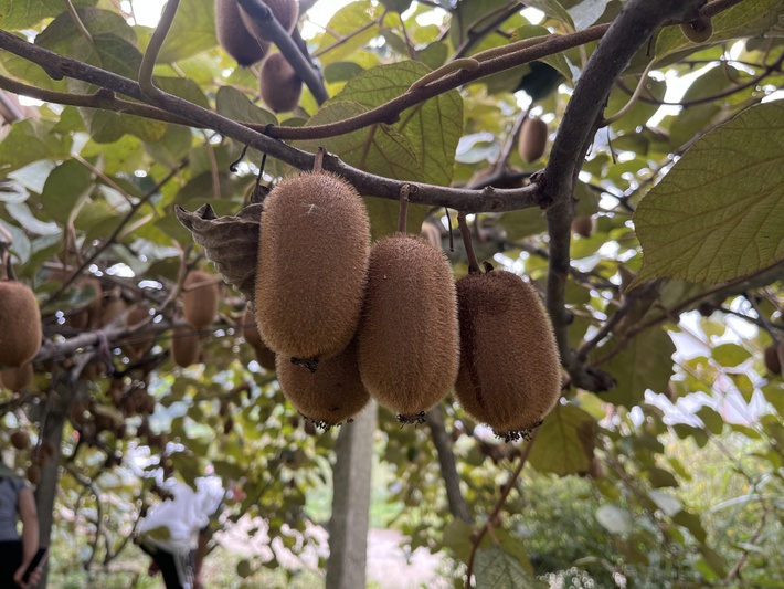 杨武乡:猕猴桃挂满枝 丰收图景绘振兴_ -FZ10021264131.jpg