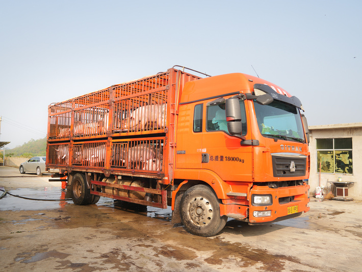 平坝花柱村:东西部协作资金赋能 生猪代养-FZ10021264056.jpg