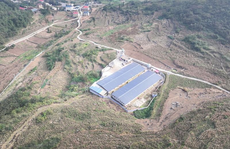平坝花柱村:东西部协作资金赋能 生猪代养-FZ10021264058.jpg